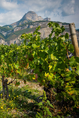 Vendanges au Domaine Finot coteaux du Grésivaudan