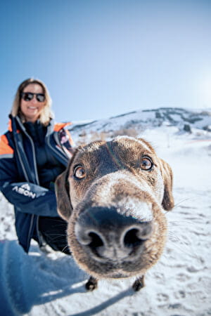Chien campagne Vertiginous international
