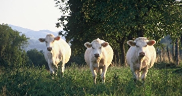 Image illustrative